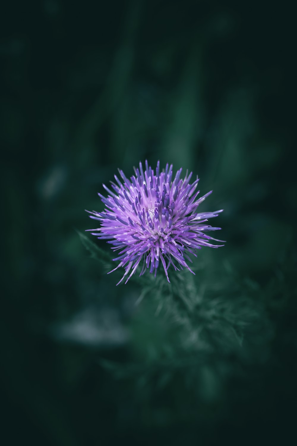 a close up of a purple flower on a dark background
