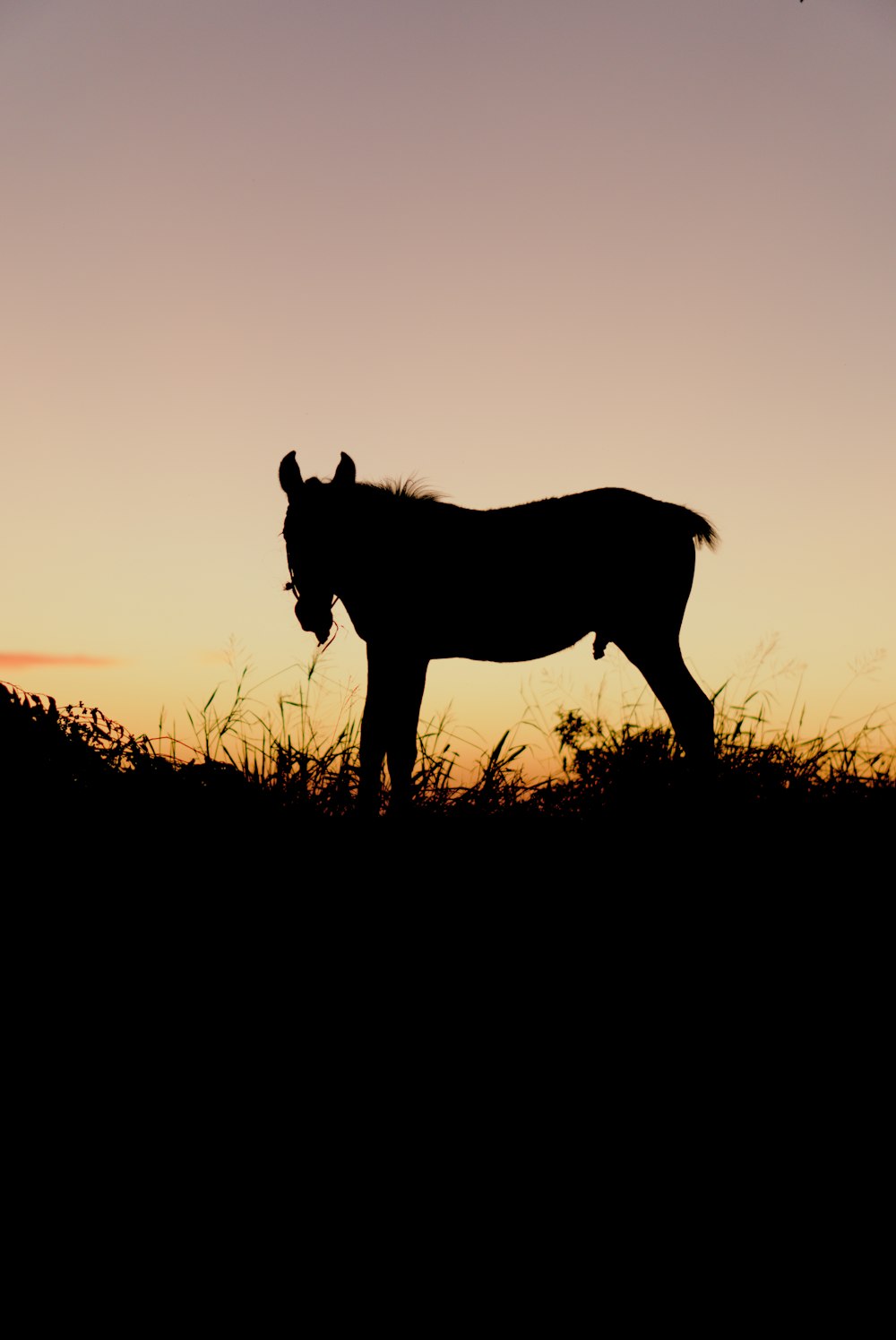 uma silhueta de um cavalo em pé em um campo