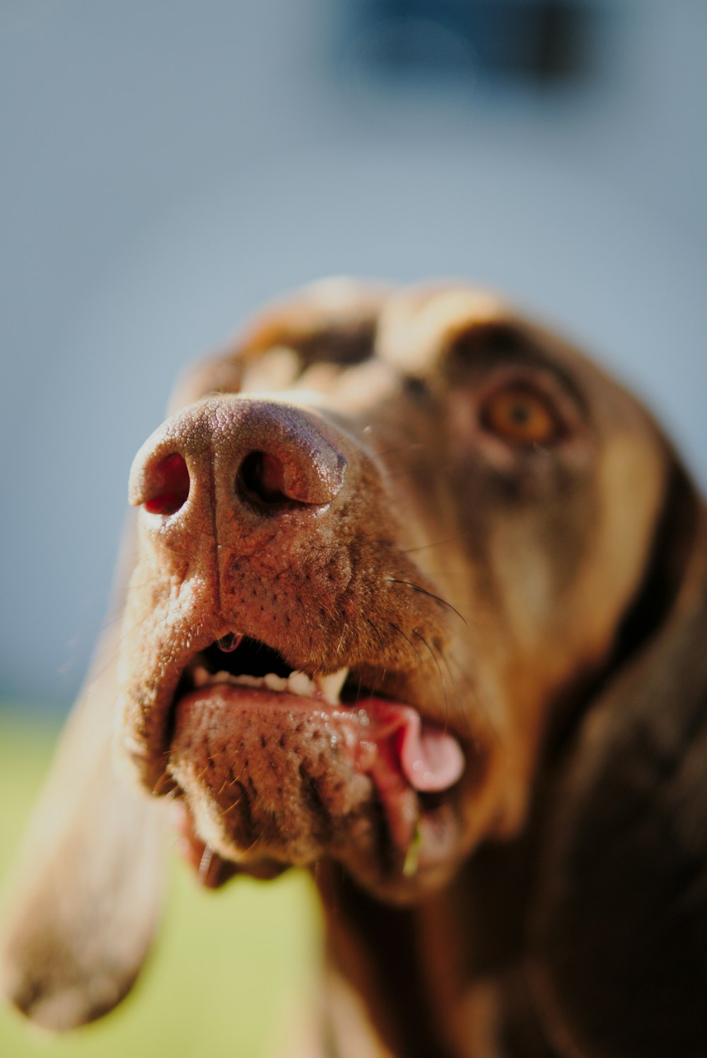 um close up de um cão com a boca aberta