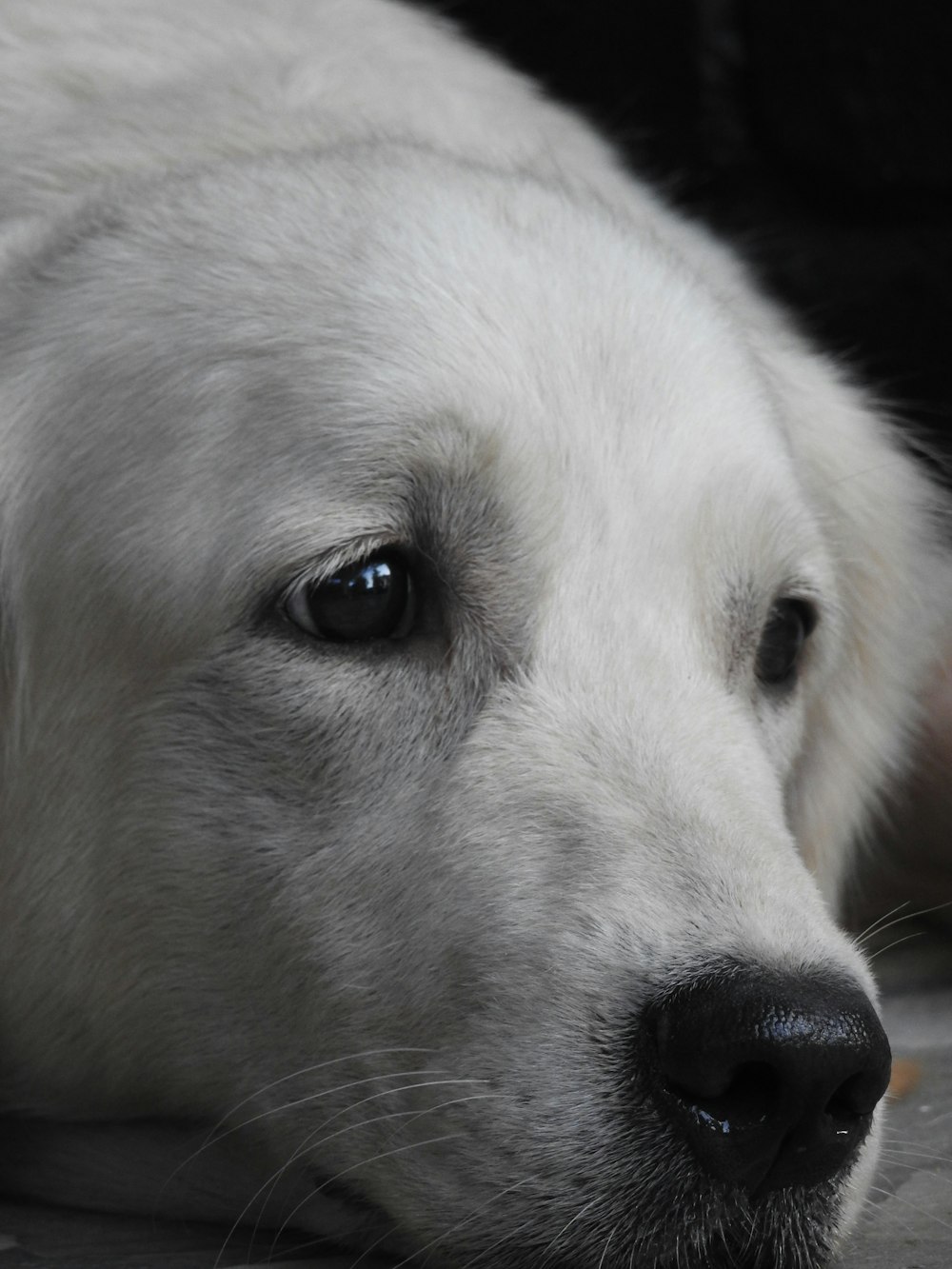 a close up of a dog laying on the ground