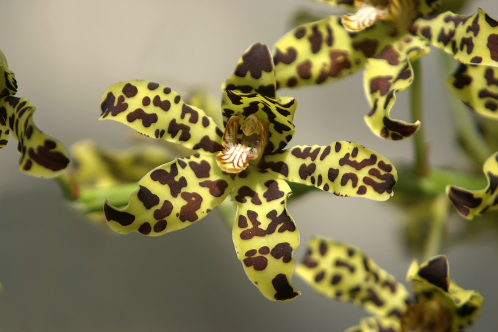 a close up of a yellow and brown flower