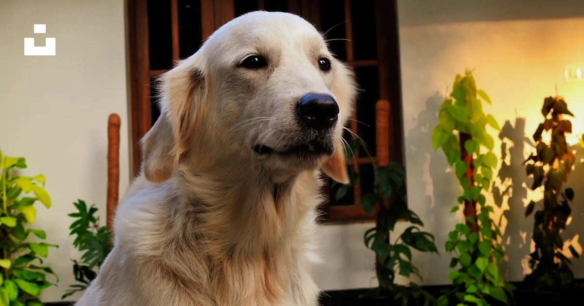 Un perro sentado en el suelo frente a una casa foto – Imagen de India ...