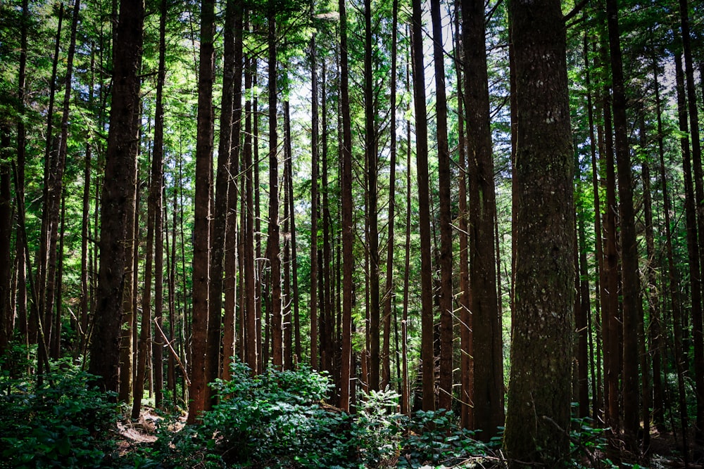 a forest filled with lots of tall trees