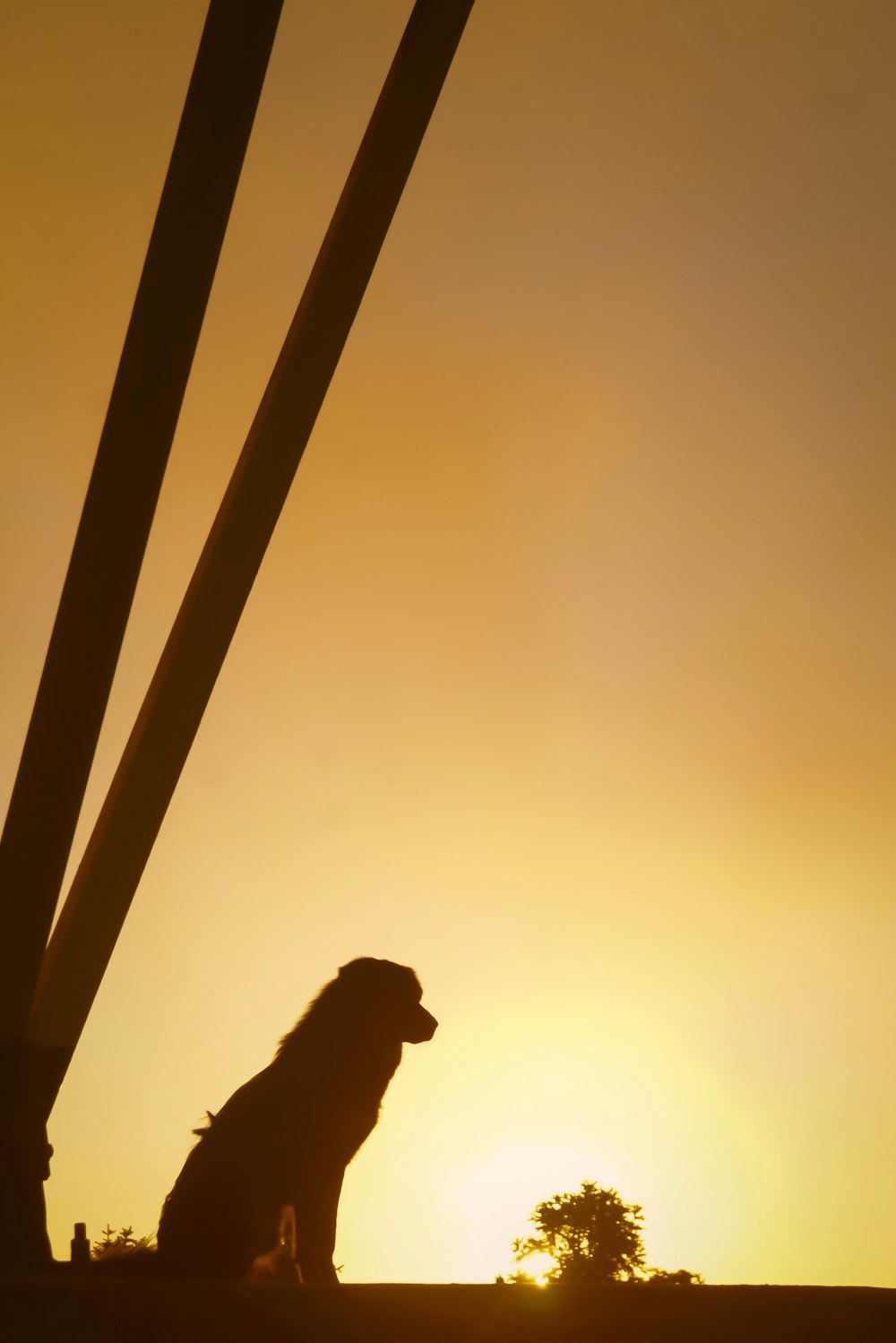 a dog sitting in the shade of the setting sun