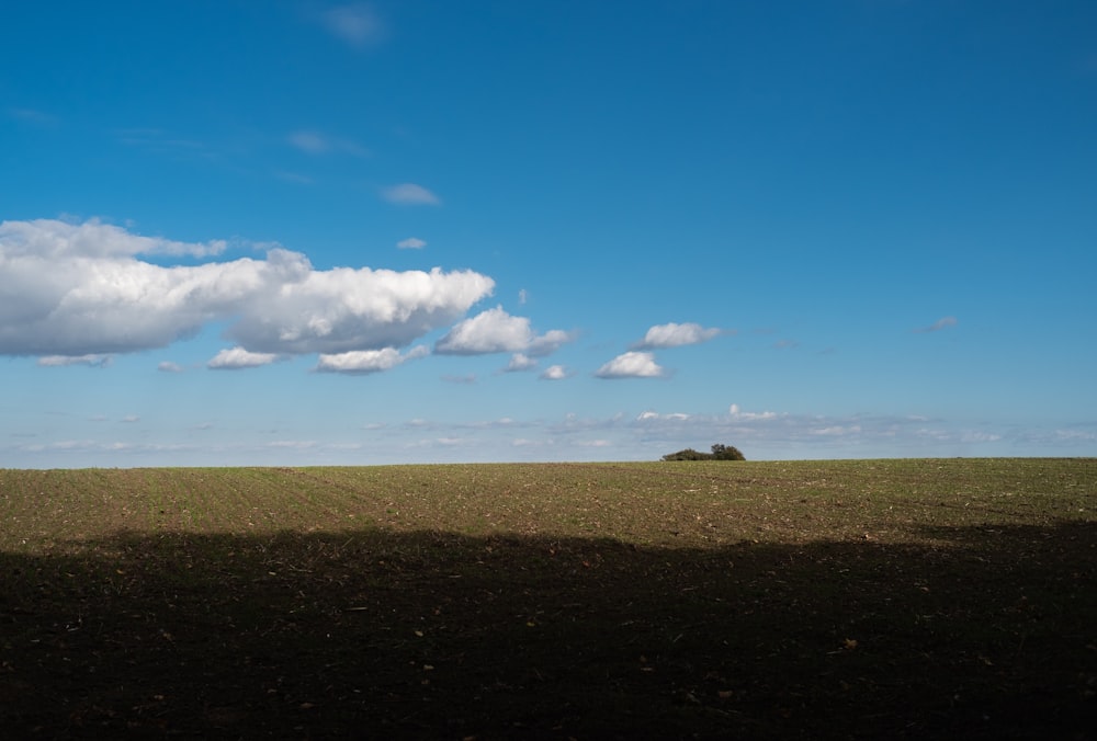 a lone tree in the middle of a field