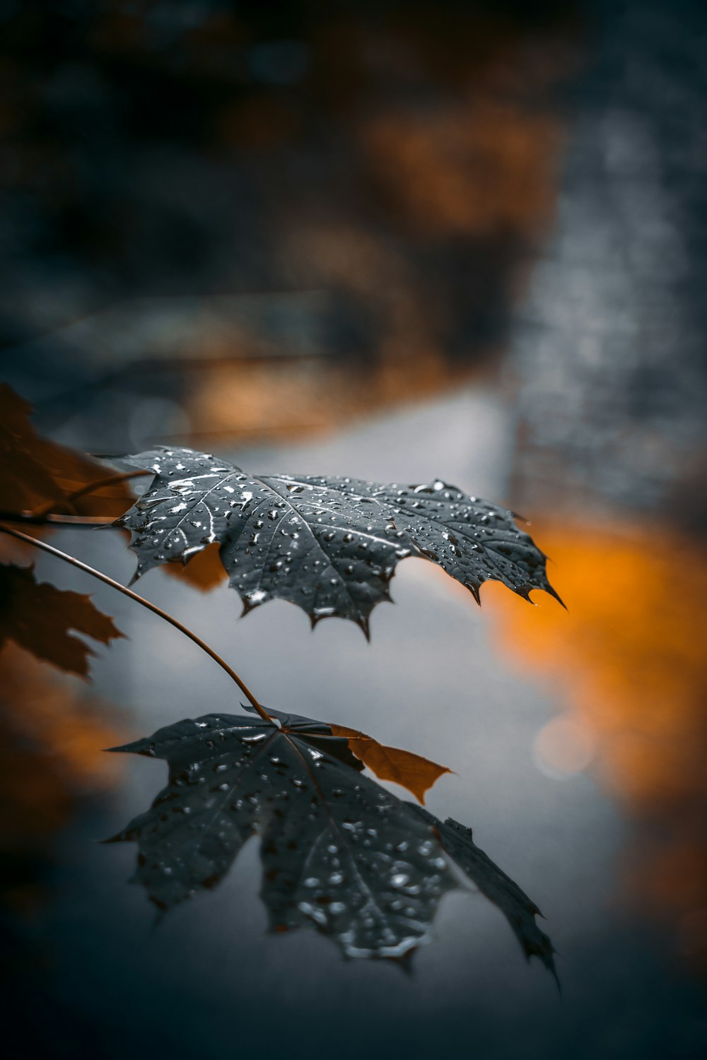 a leaf that is sitting on a puddle of water