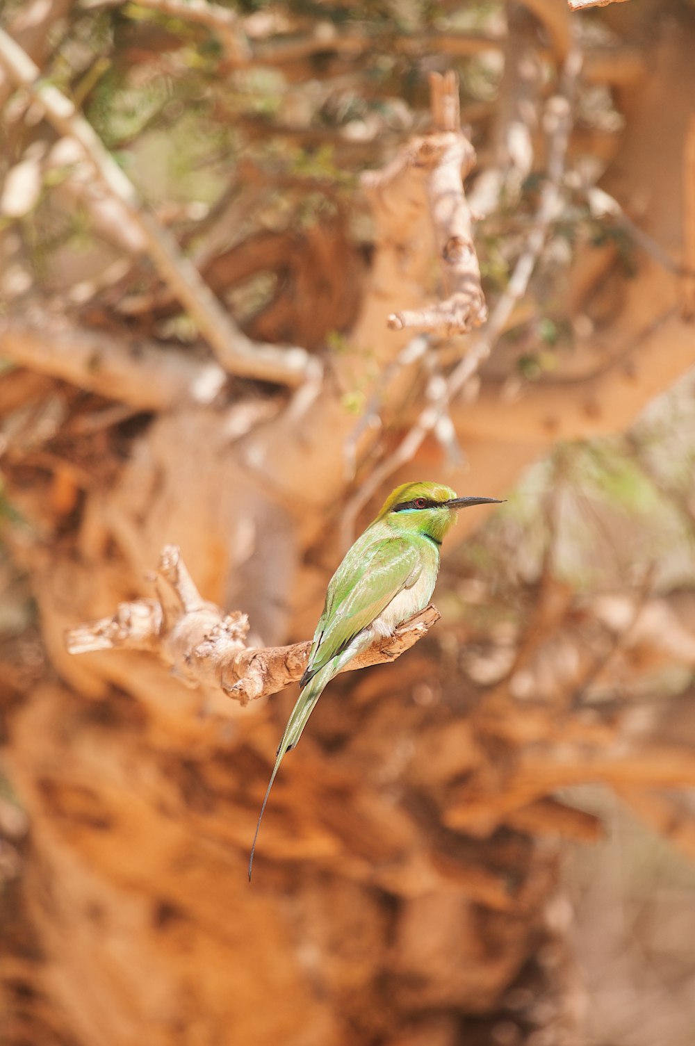 a small green bird perched on a tree branch