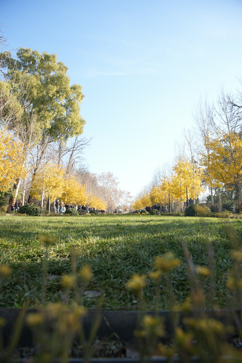 a grassy field with trees in the background