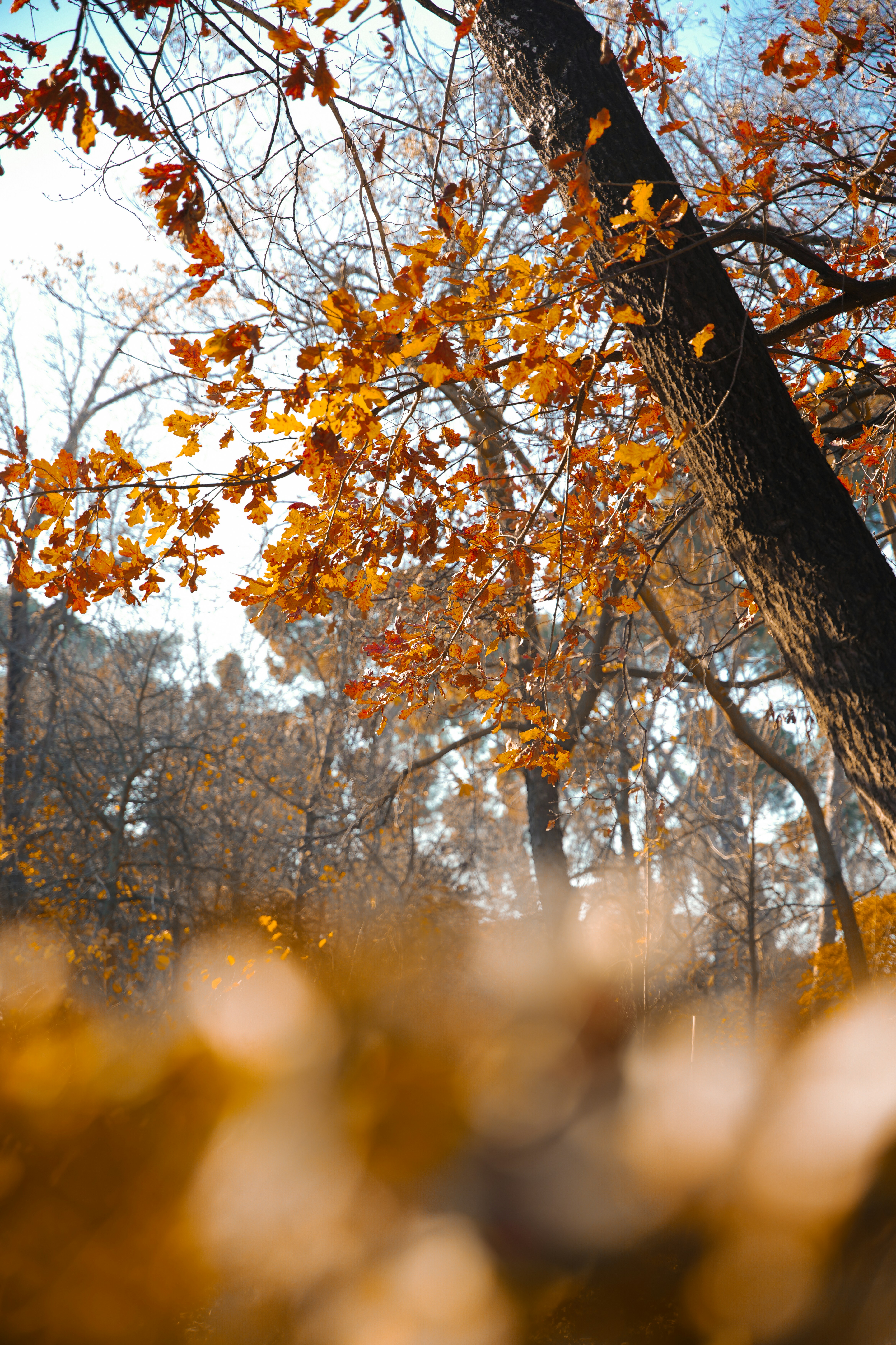 a tree with yellow leaves in a forest