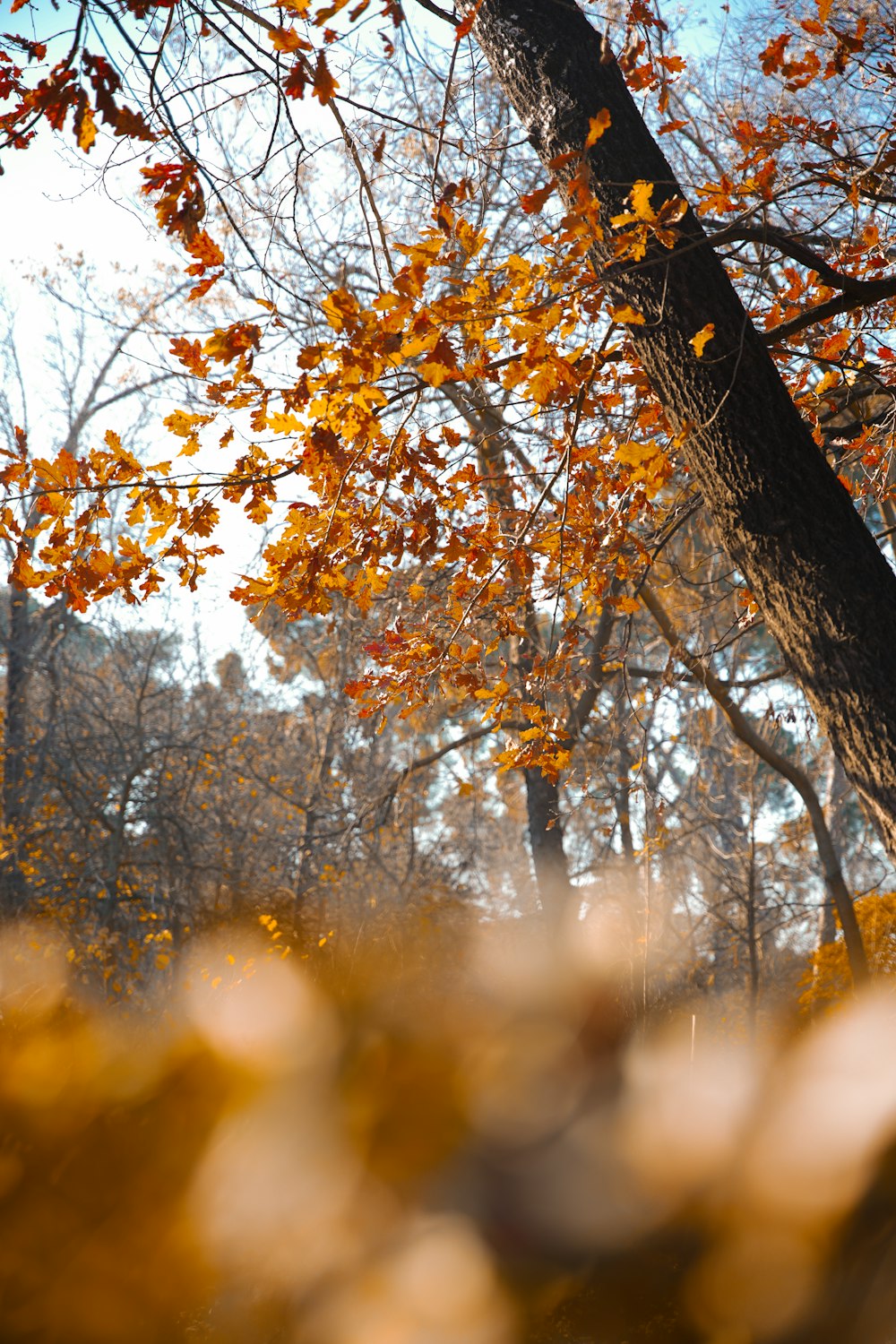 a tree with yellow leaves in a forest