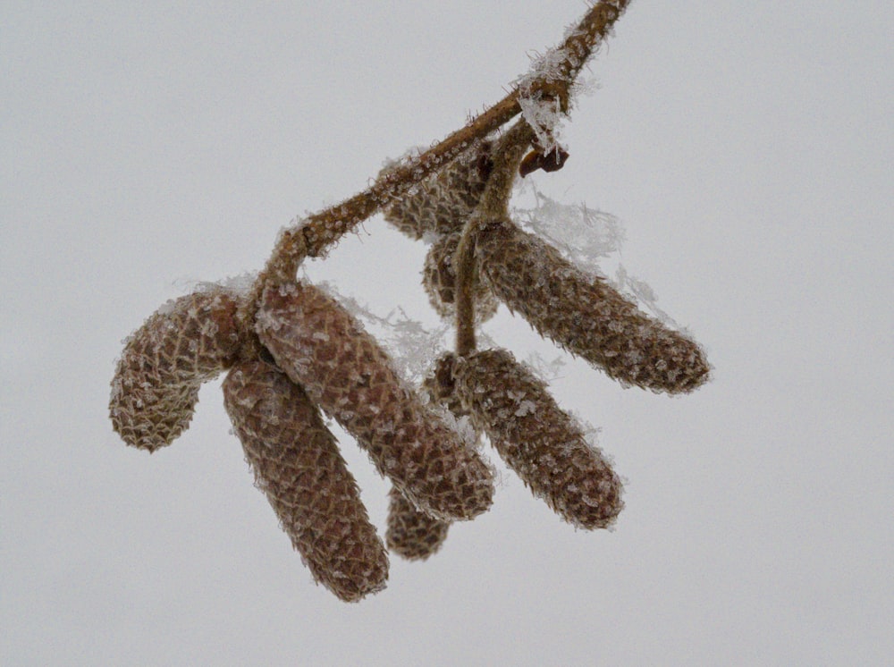 a bunch of pine cones hanging from a tree branch