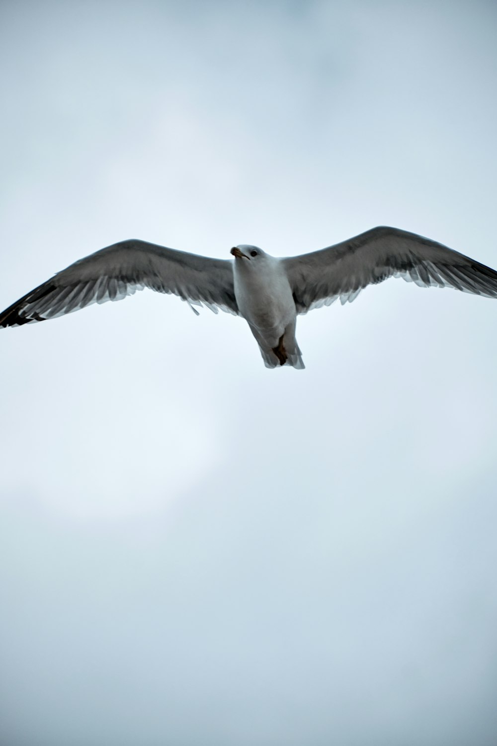 a large bird flying through a cloudy sky