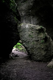 a large rock in the middle of a forest