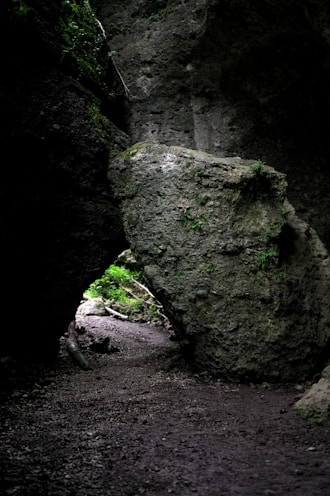 a large rock in the middle of a forest