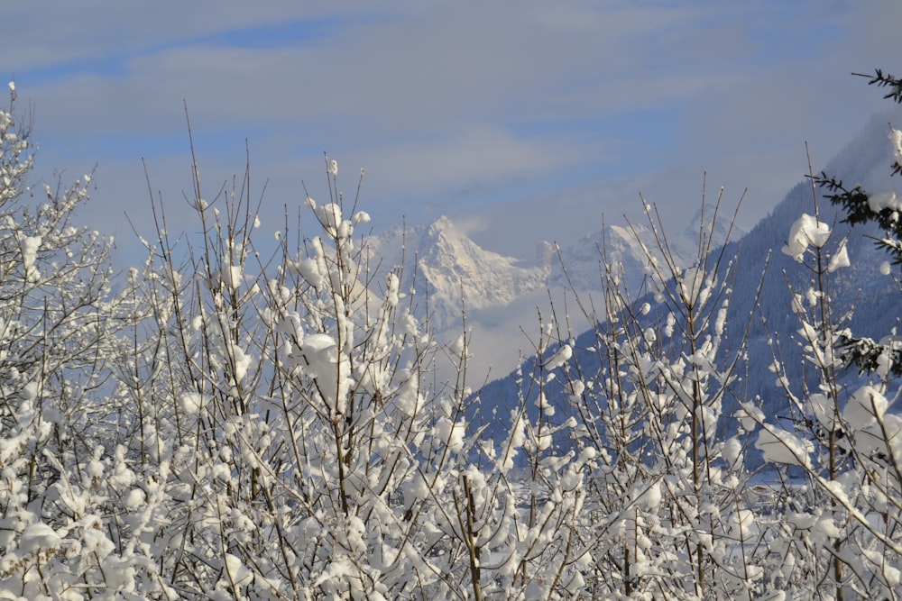 snow covered trees and mountains in the distance