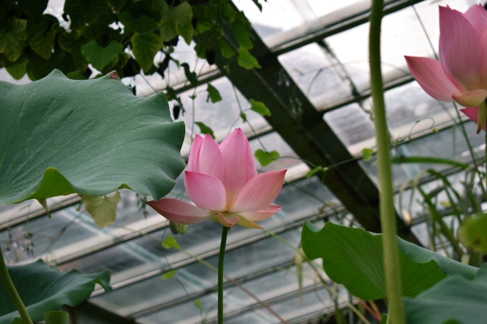 a pink flower is blooming in a greenhouse