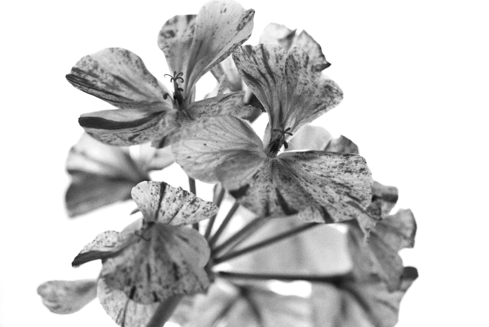 a black and white photo of a flower