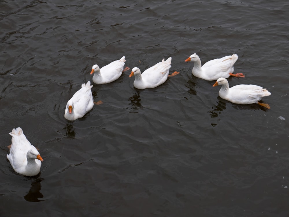 Un grupo de patos blancos flotando en la cima de un lago