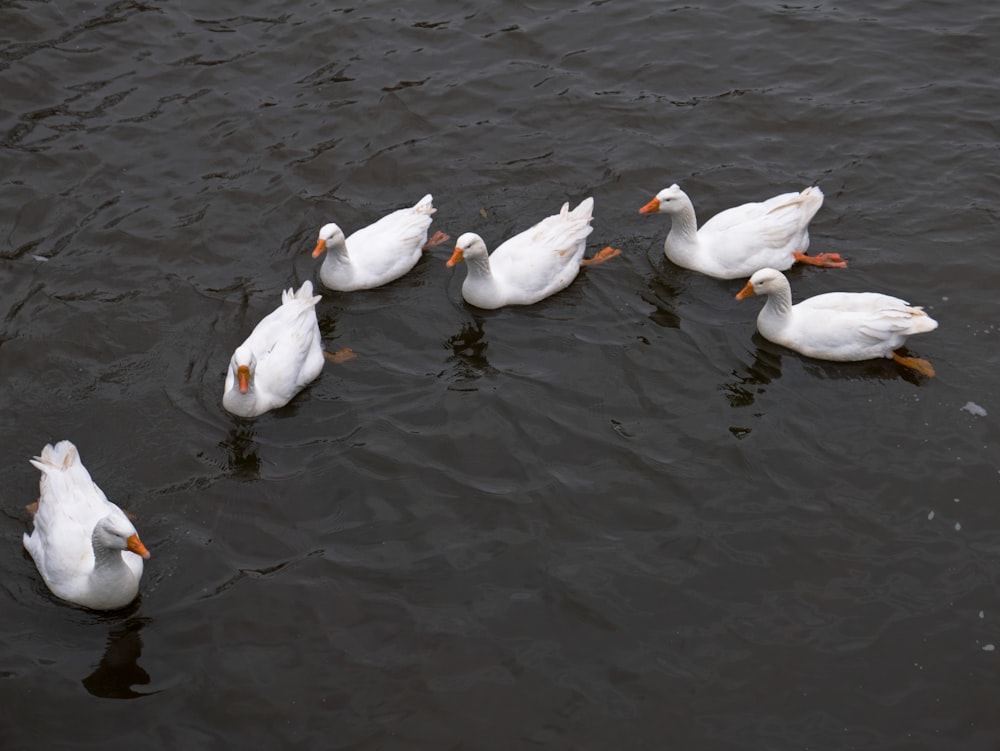 a group of white ducks floating on top of a lake