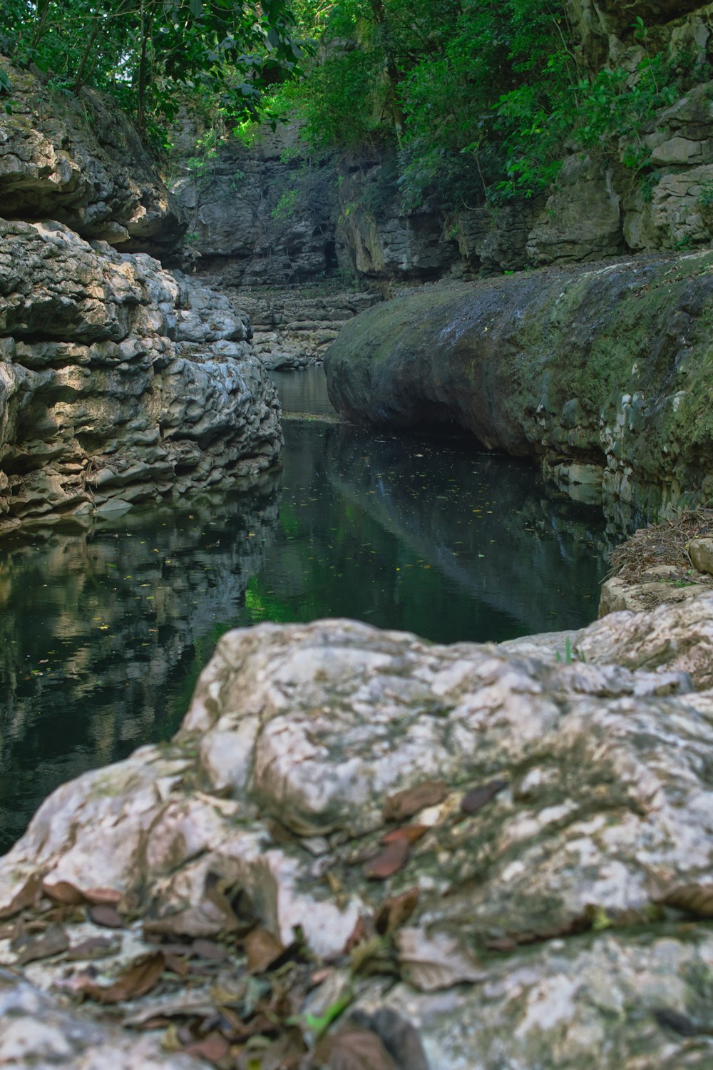 a river running through a lush green forest