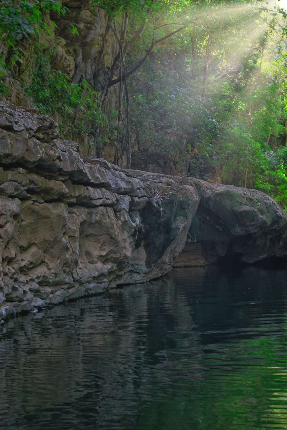 a body of water surrounded by a lush green forest