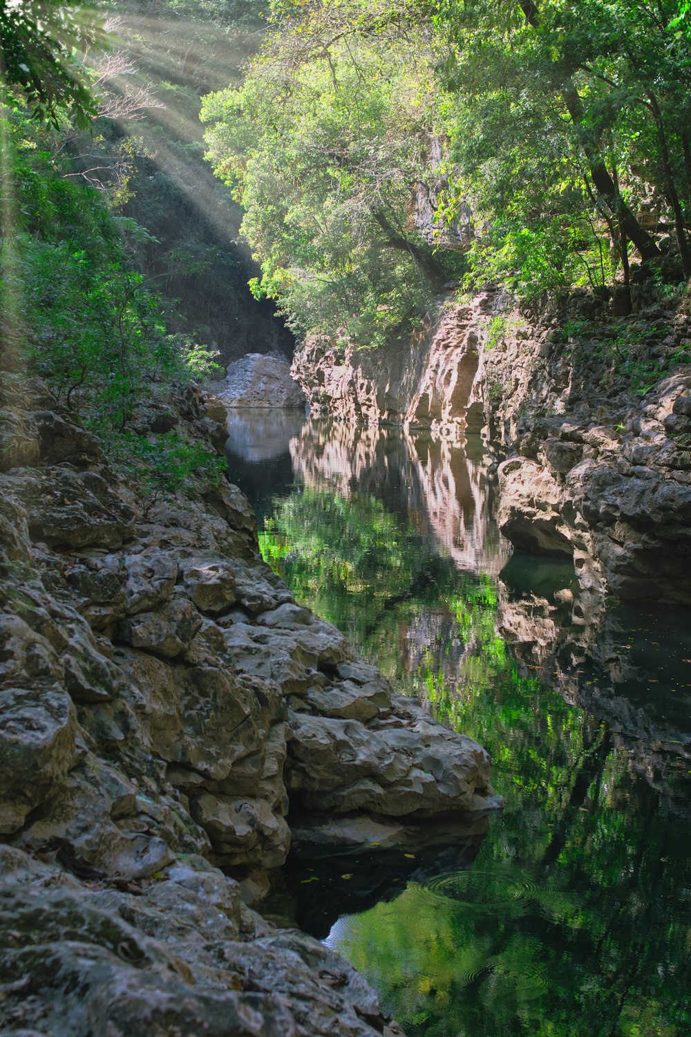 a river running through a lush green forest