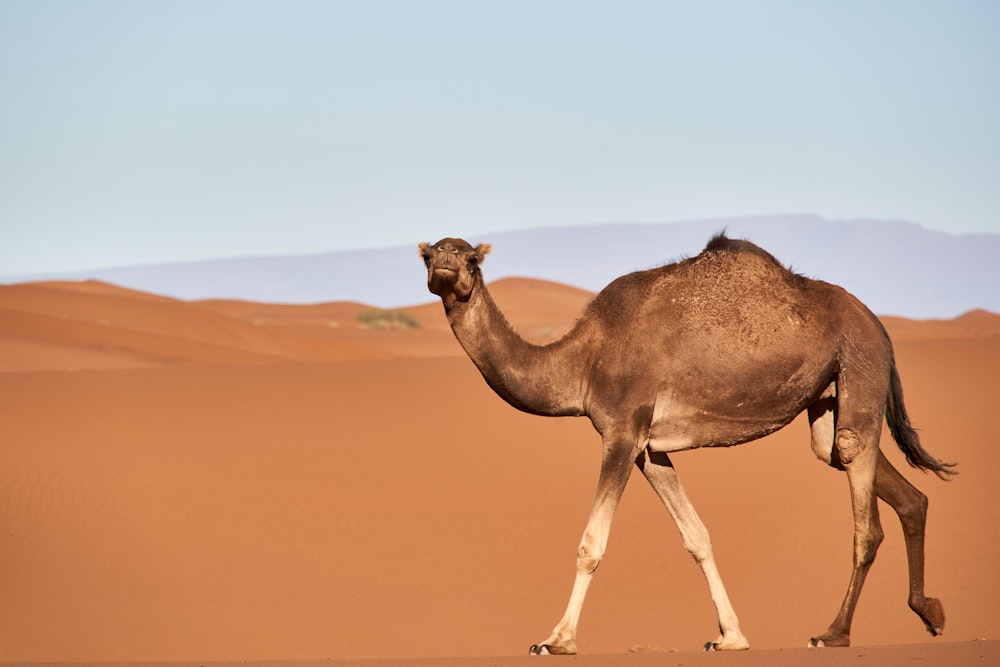 a camel walking in the desert with mountains in the background