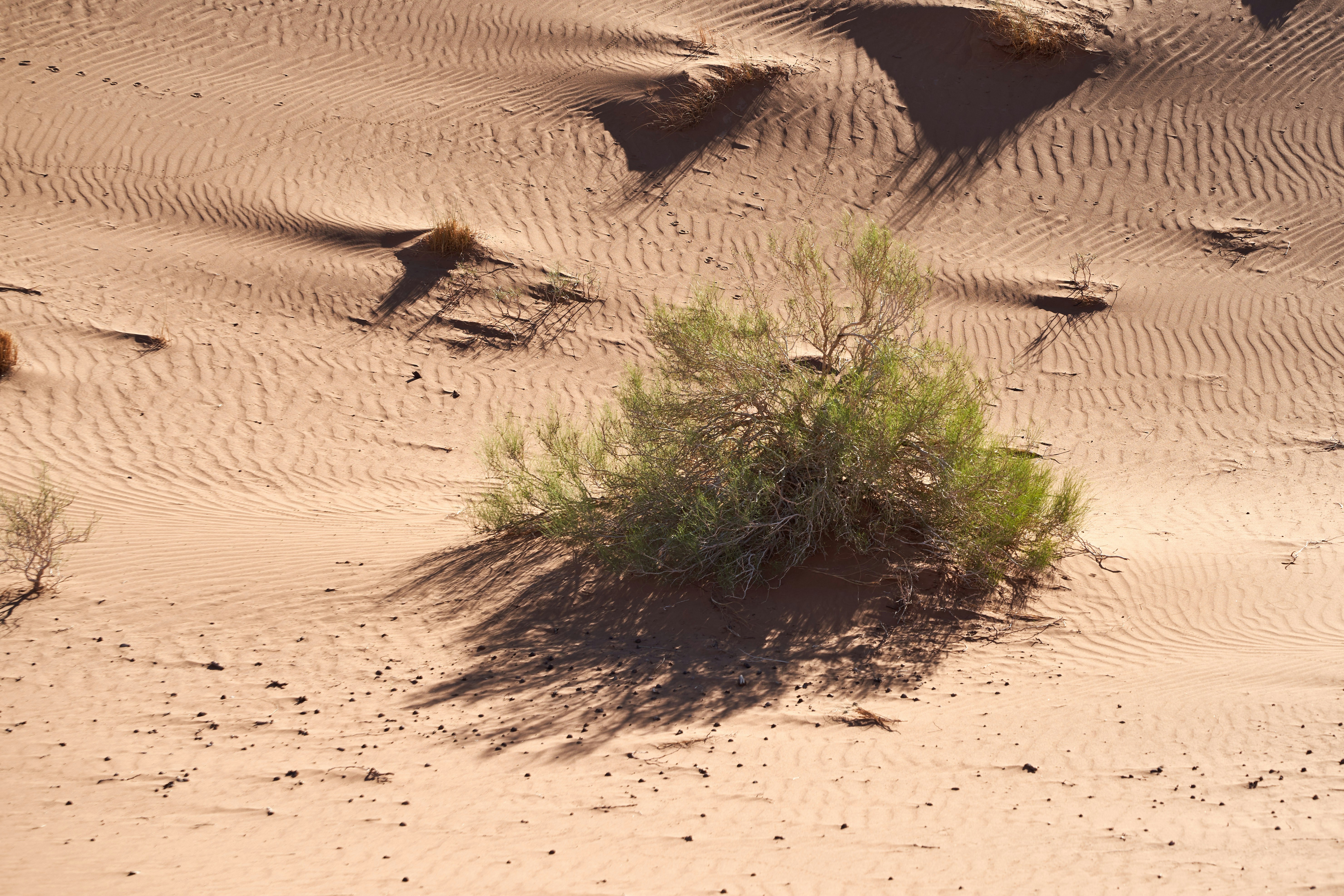 Photo by wolfgang_hasselmann