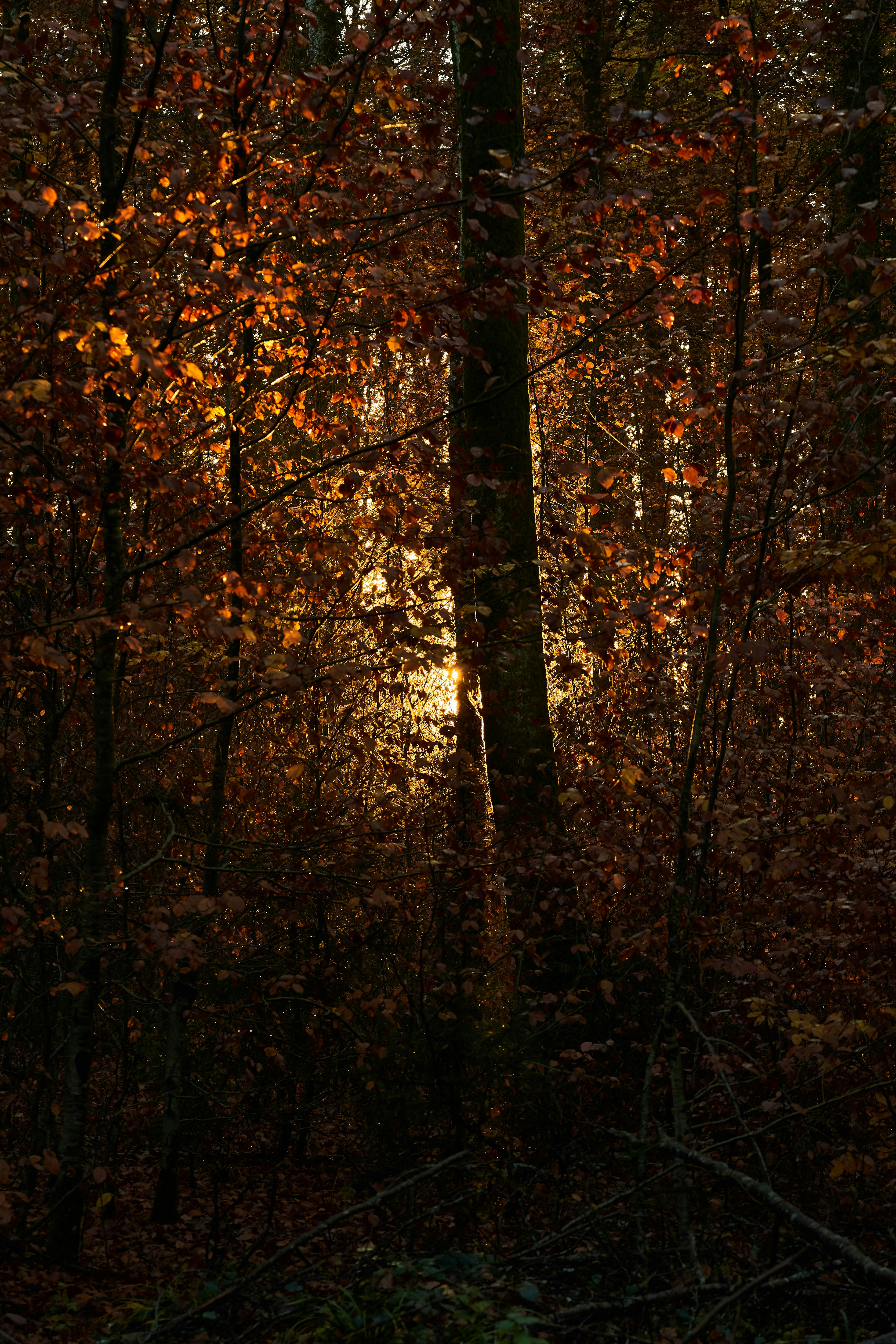 Photo by wolfgang_hasselmann