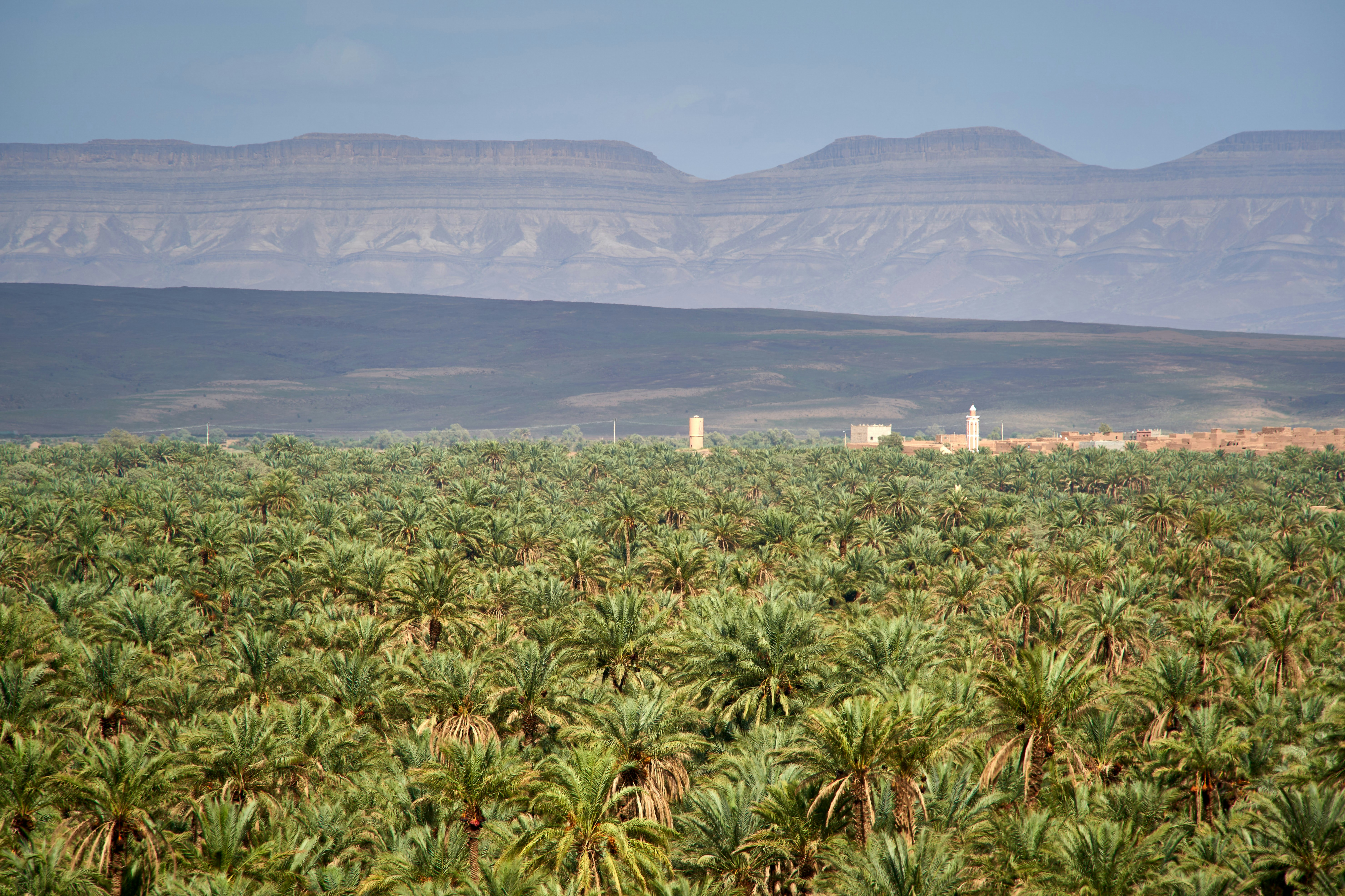 Field of palm trees