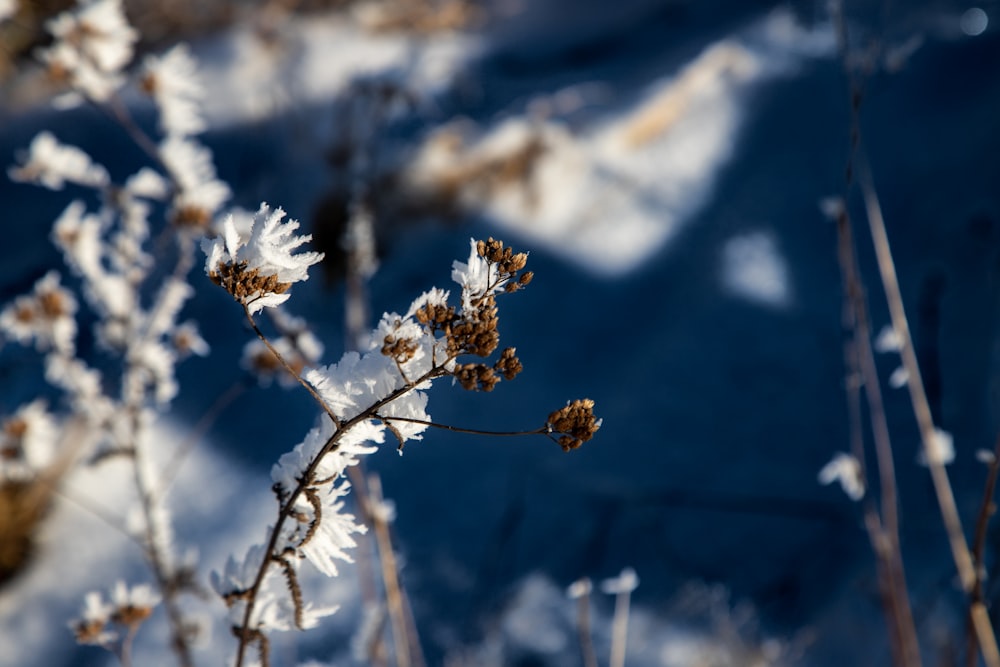 um close up de uma planta com neve sobre ela