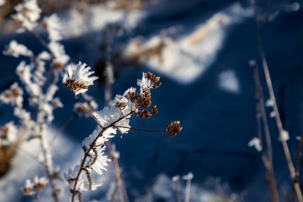 a close up of a plant with snow on it