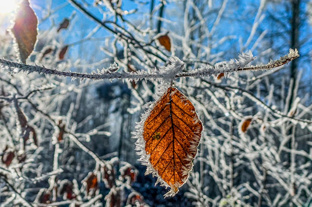 a leaf that is hanging from a branch