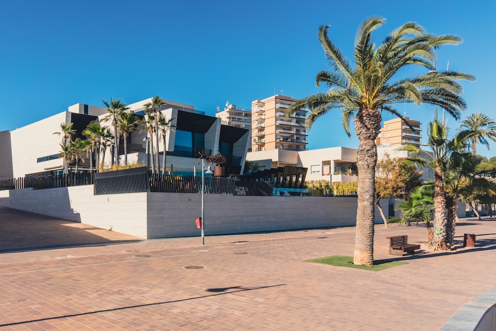 a palm tree in front of a building