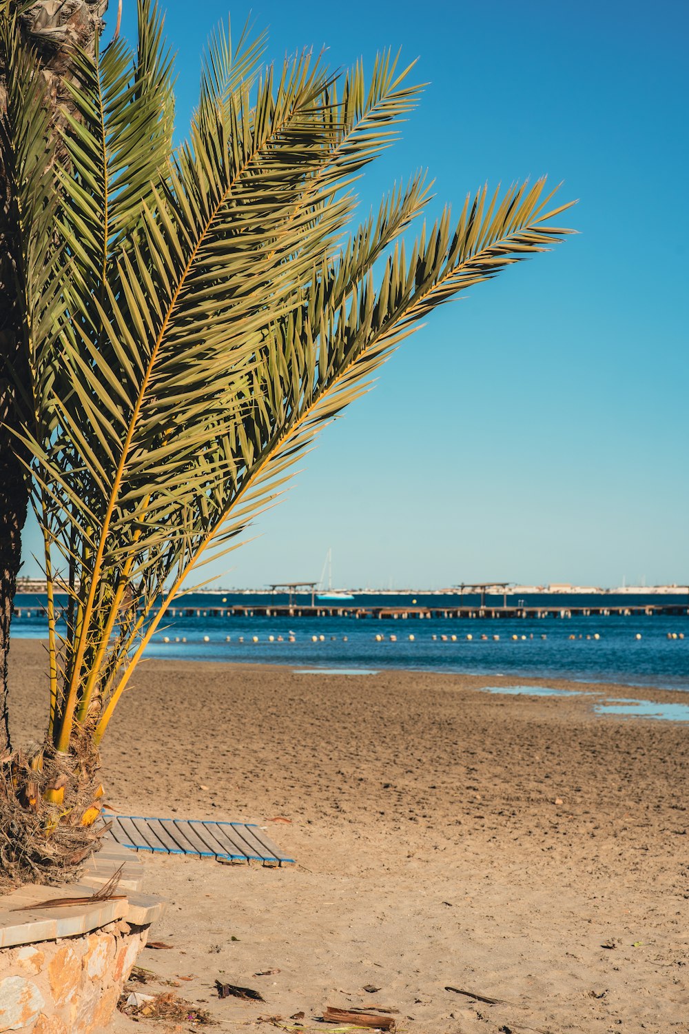 a palm tree on a beach with a bridge in the background