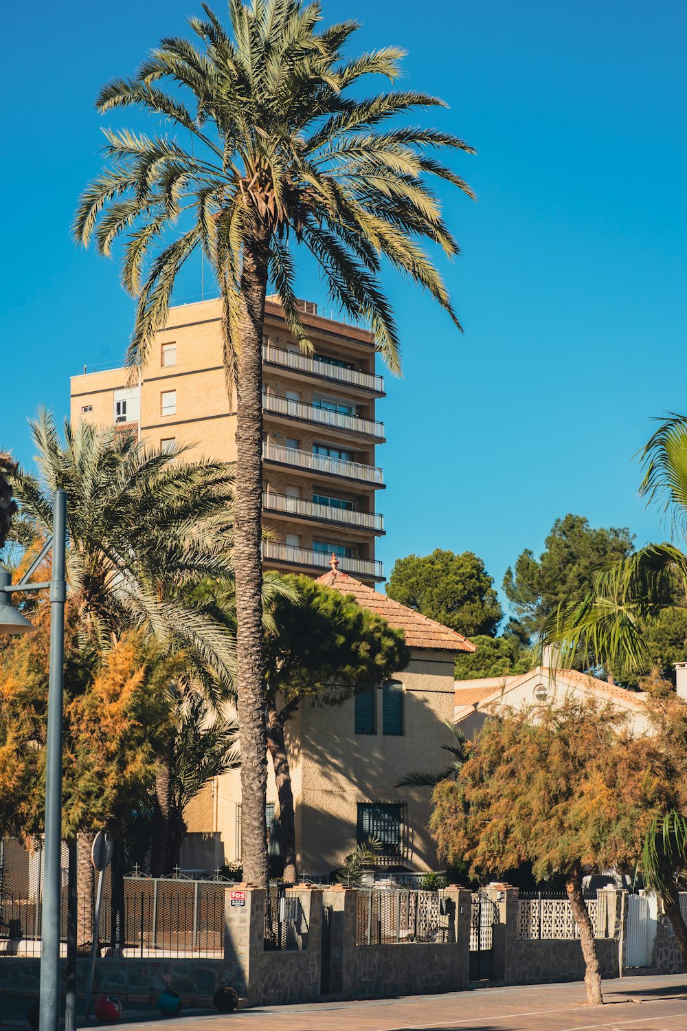 a tall palm tree sitting next to a tall building