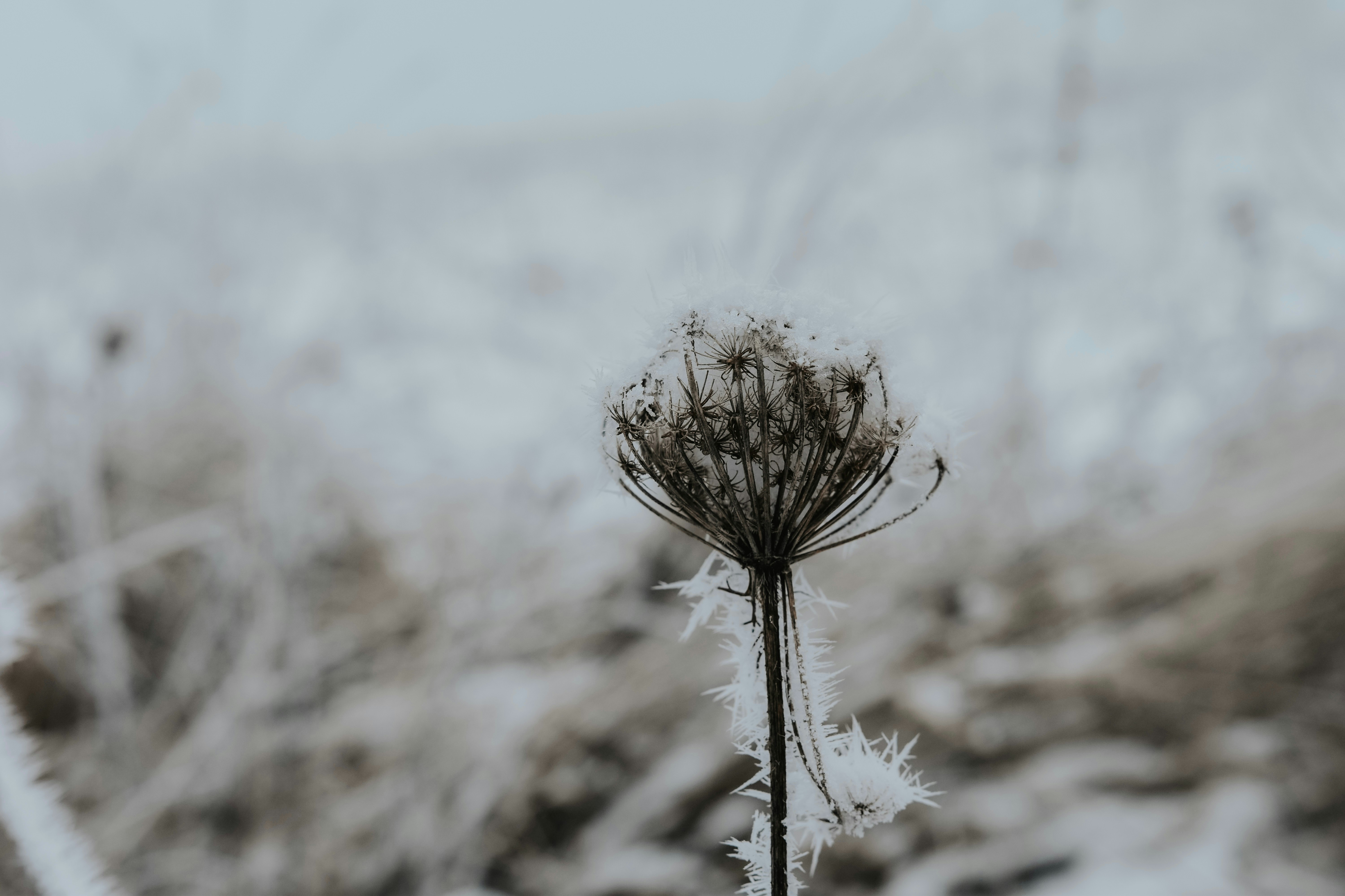 Photo by lauravalkyrja