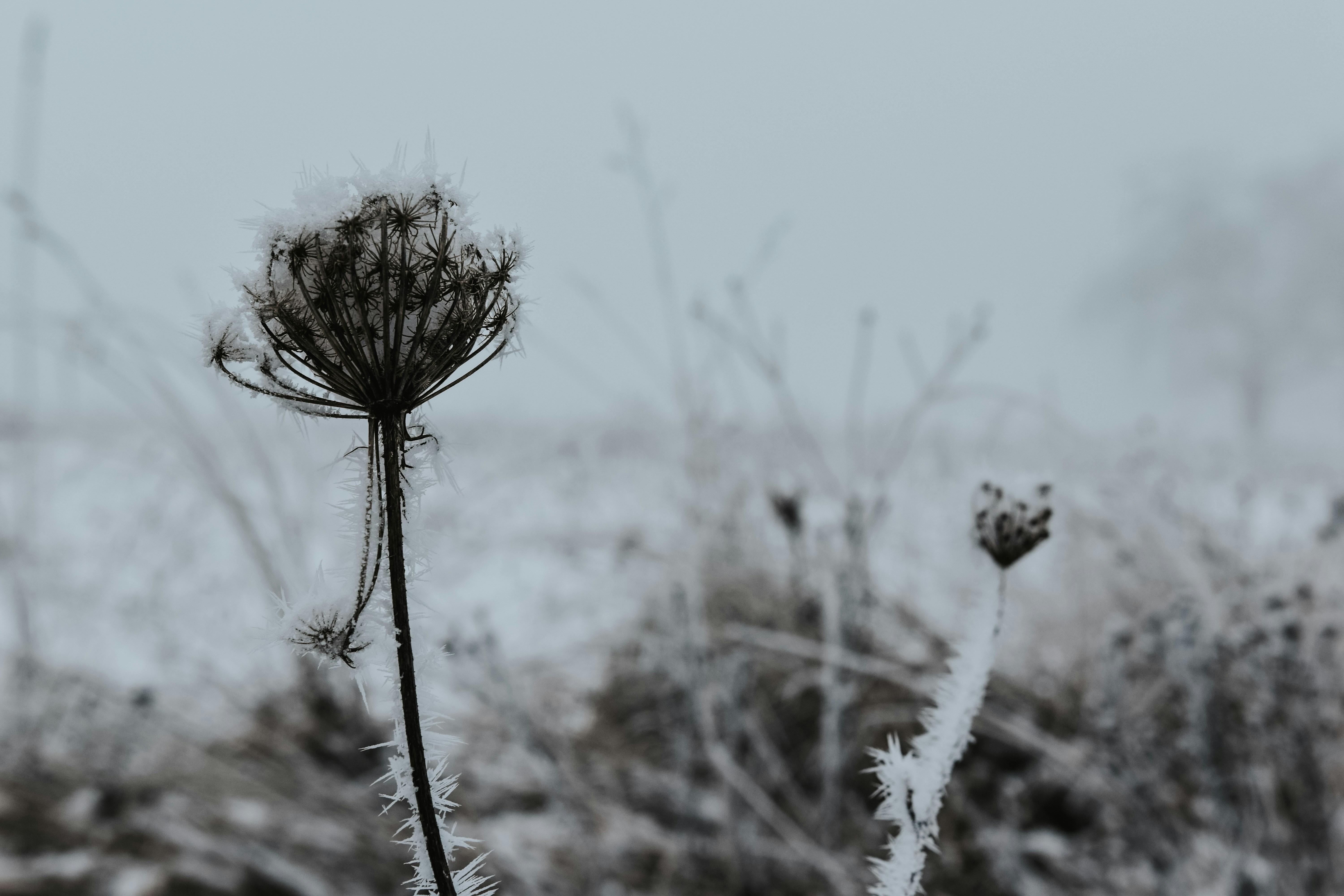 Photo by lauravalkyrja