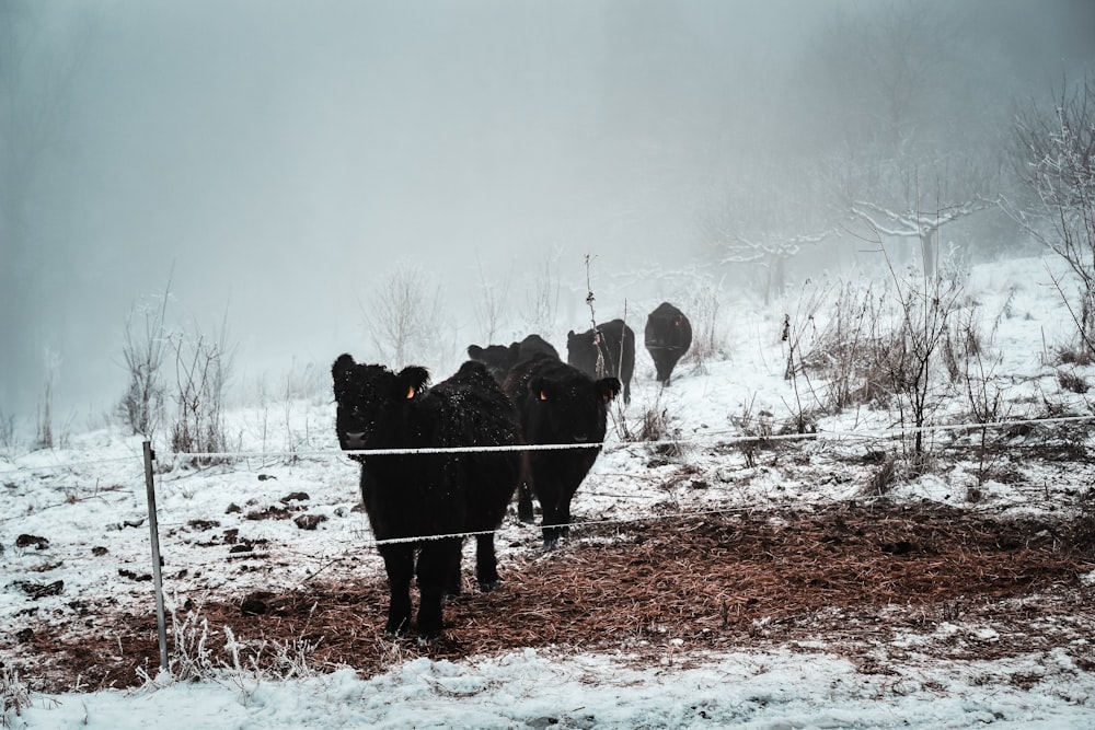 un rebaño de ganado parado en la cima de un campo cubierto de nieve