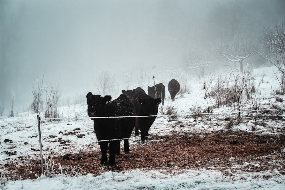 a herd of cattle standing on top of a snow covered field