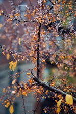 a tree with yellow leaves and drops of water