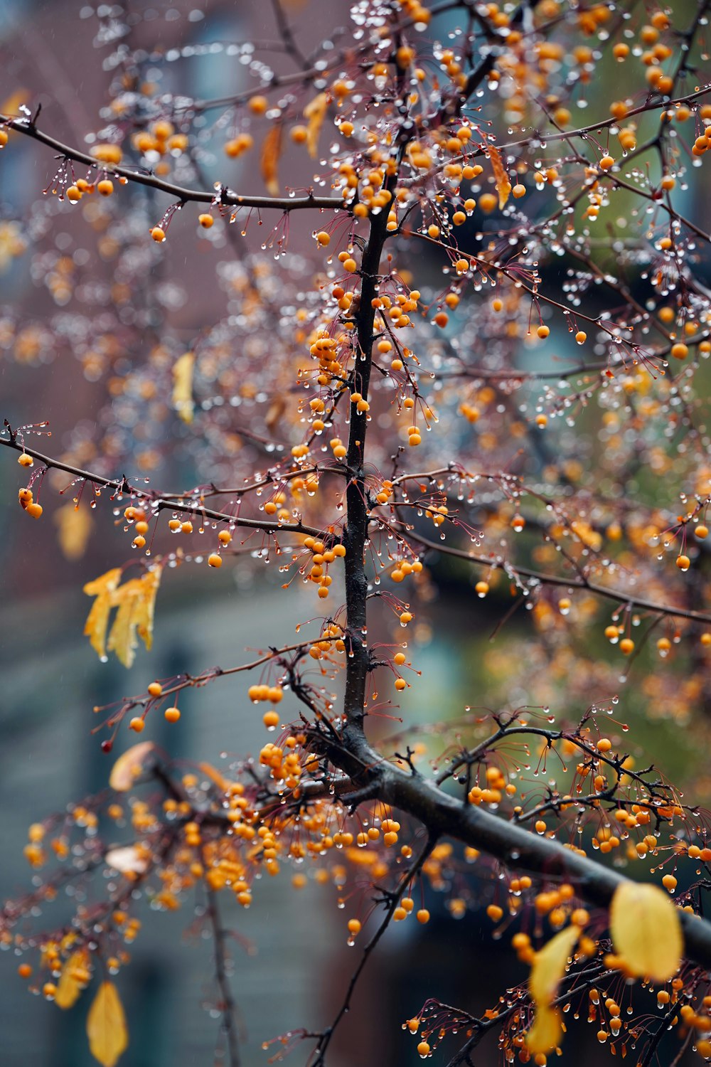 a tree with yellow leaves and drops of water