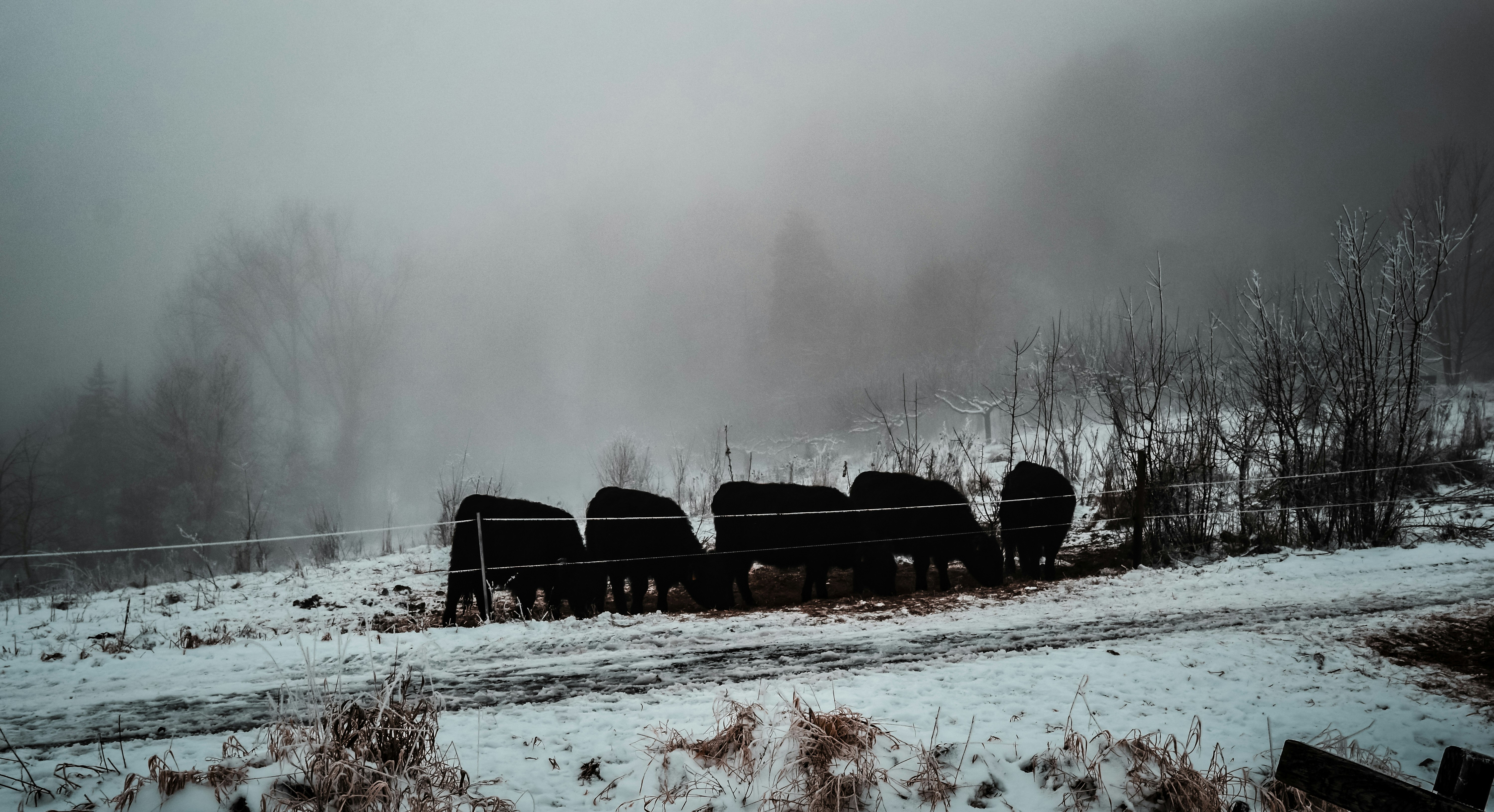 Photo by lauravalkyrja