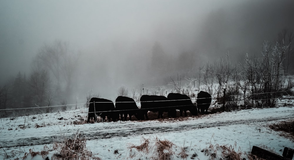 un rebaño de ganado parado en la cima de un campo cubierto de nieve