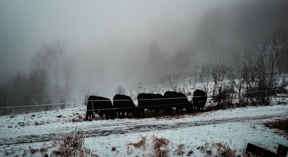 a herd of cattle standing on top of a snow covered field