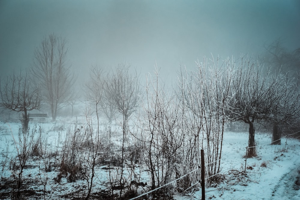 a snow covered field with trees and bushes