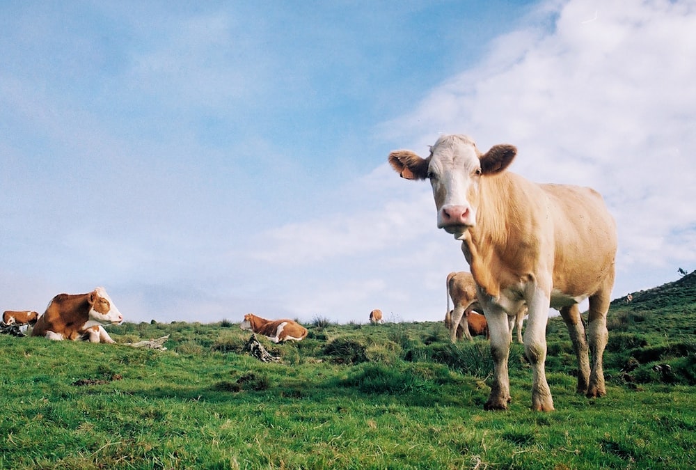 Eine Gruppe von Kühen grast auf einem saftig grünen Hügel