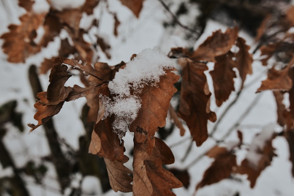 a branch with snow on it in the winter