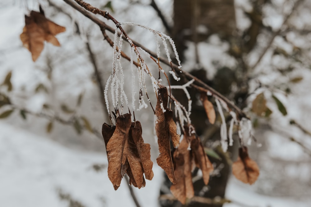 a bunch of leaves that are hanging from a tree