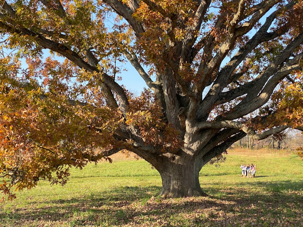 un couple de zèbres debout sous un grand arbre